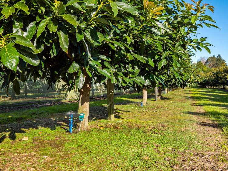 299b Whakamarama Road Whakamarama_23