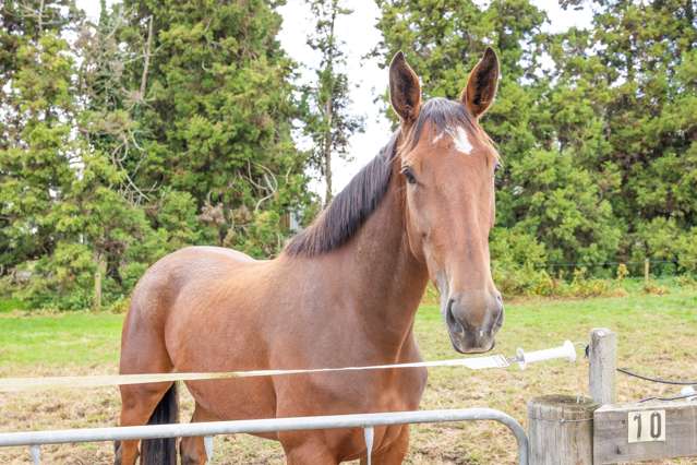 35 Taplin Road Matangi_2