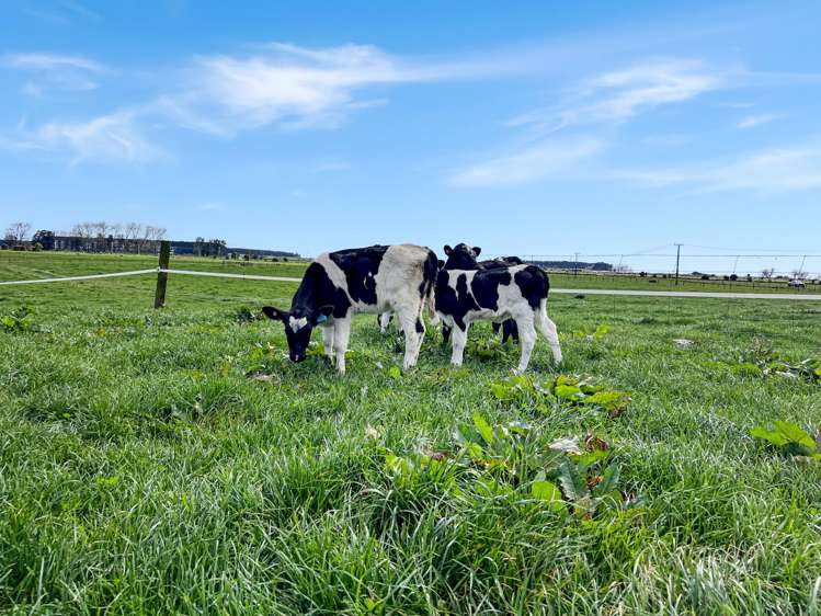 329 Kaituna Road Paengaroa_9