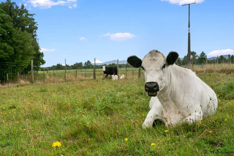 1348c State Highway 5 Tapapa_13