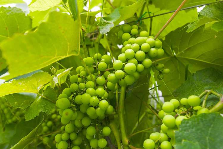 75 Liverpool Street Levin_24