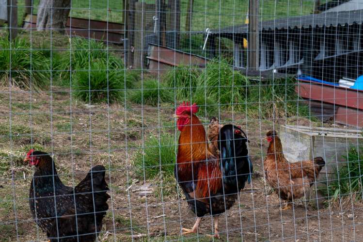 2411 State Highway 30 Atiamuri_5