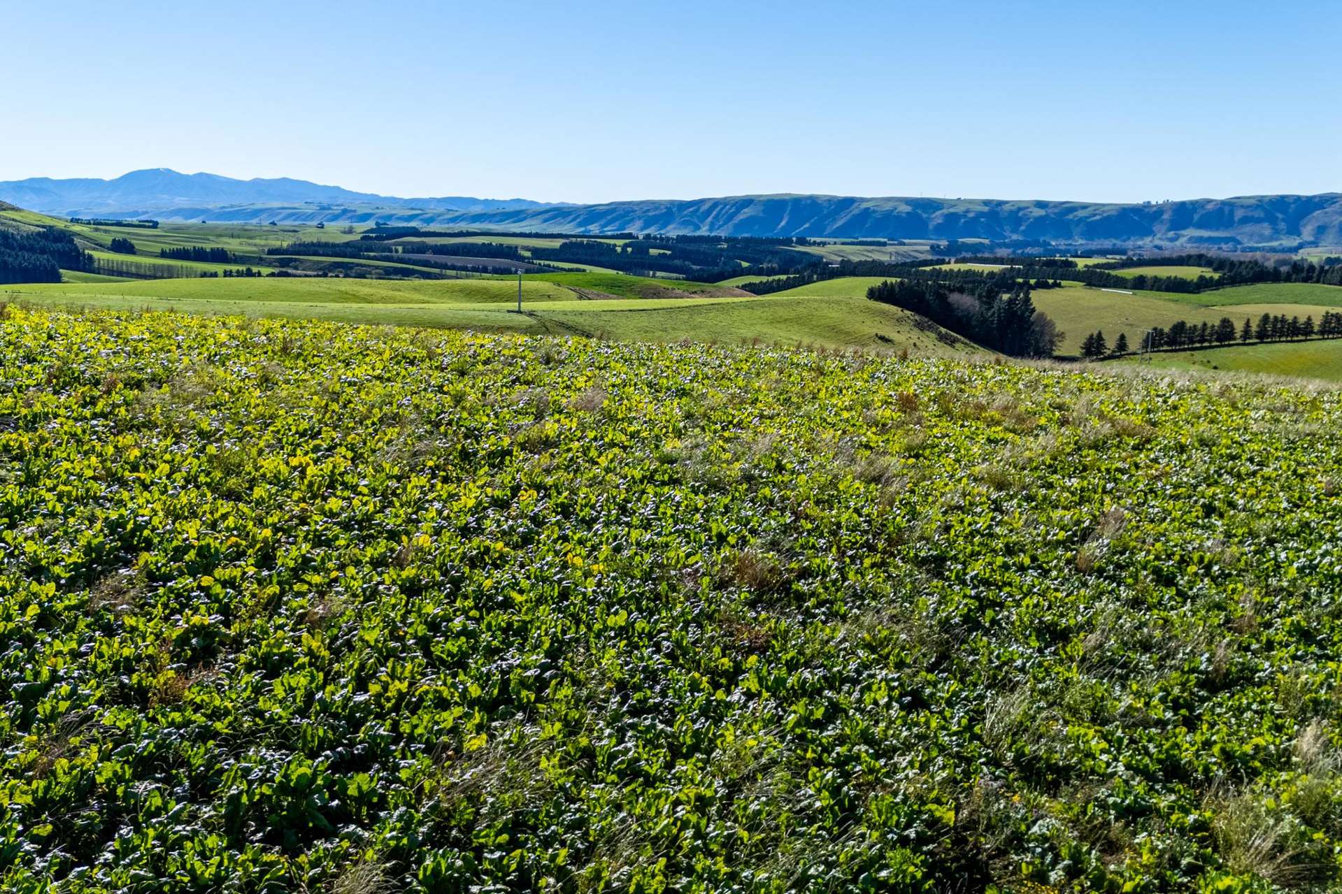 55 Rutherford Road Albury_0