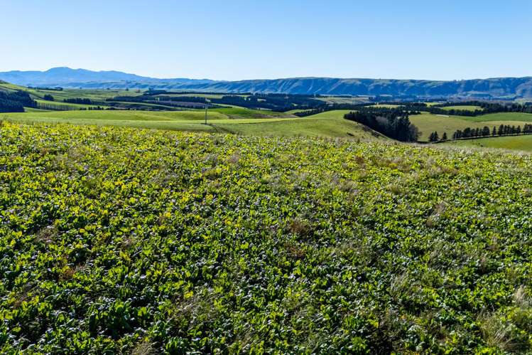 55 Rutherford Road_0