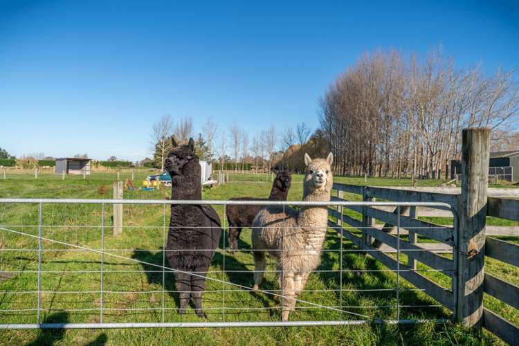 22 North Town Belt Temuka_17