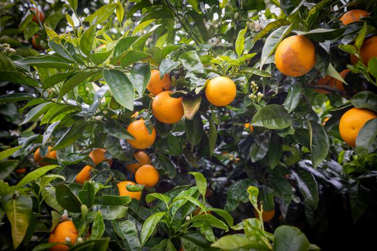 26 Highcroft Place Welcome Bay_21