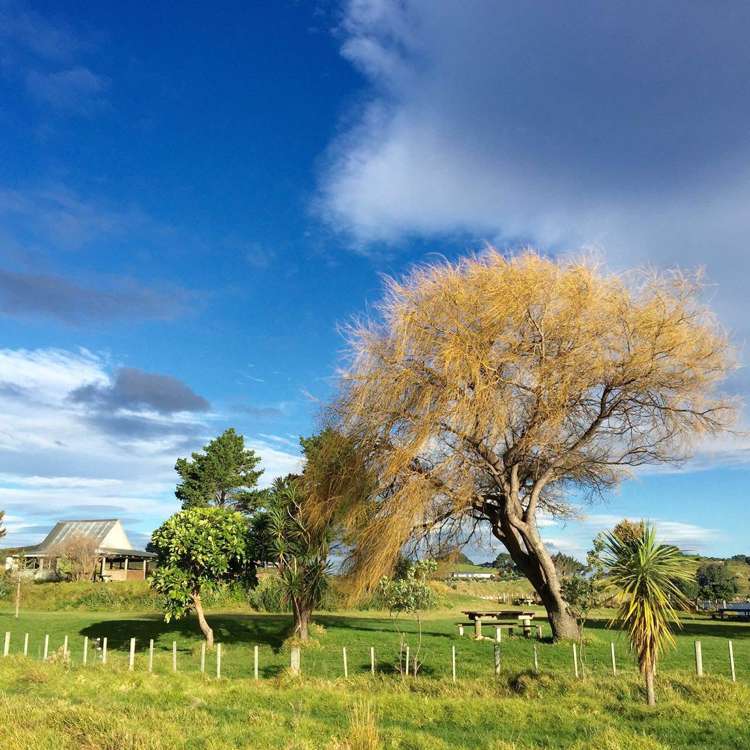 190 Pacific Ocean, Slipper Island (Whakahua) Thames_36