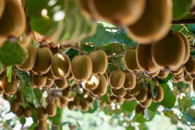 206 Casuarina Drive_2