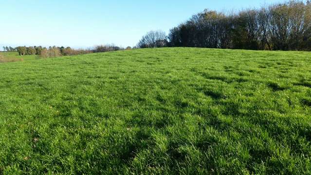 343 Opunake Road Cardiff_4