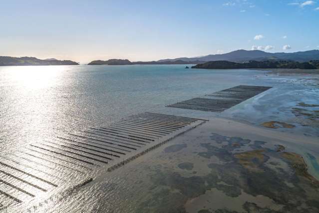 Coromandel Oyster Company Limited 1613 Manaia Road Coromandel_3