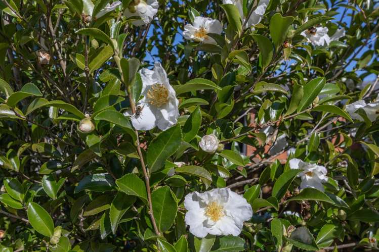 15 Rata Avenue Huntly_26