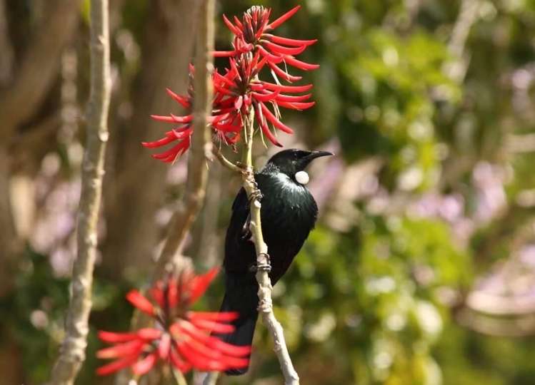 17a Dodd Road Manukau Heads_24