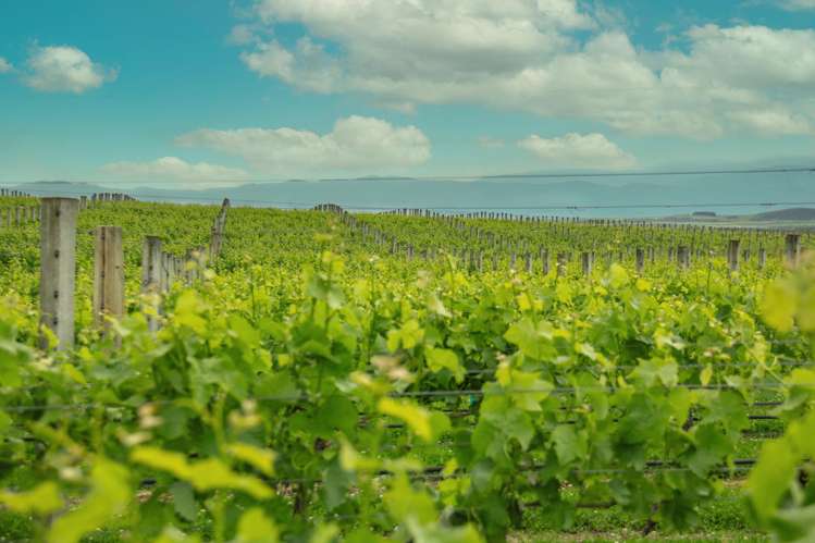 Lot 3 Willow Lane Martinborough_2