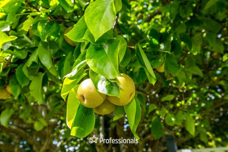 10 Laredo Grove Totara Park_20