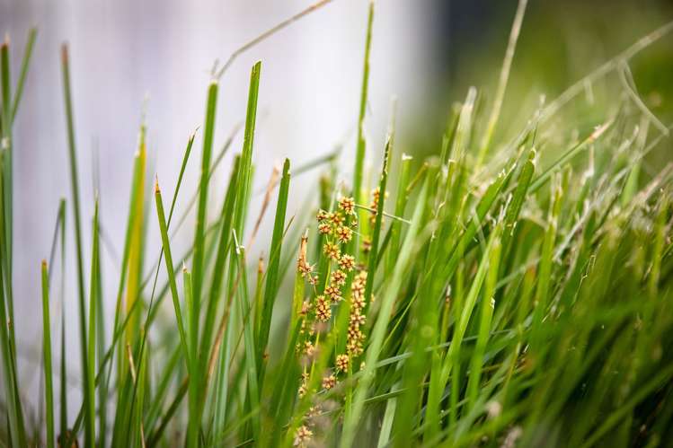 3/4 Heath Street Saint Andrews_18