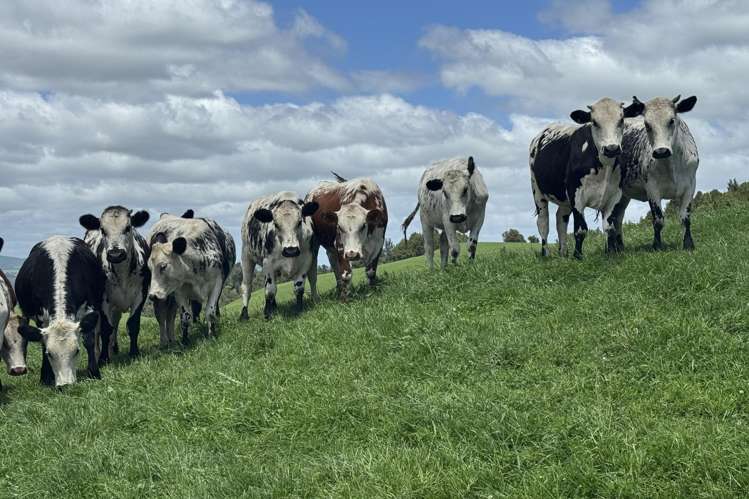 565 Barber Road Otewa_49