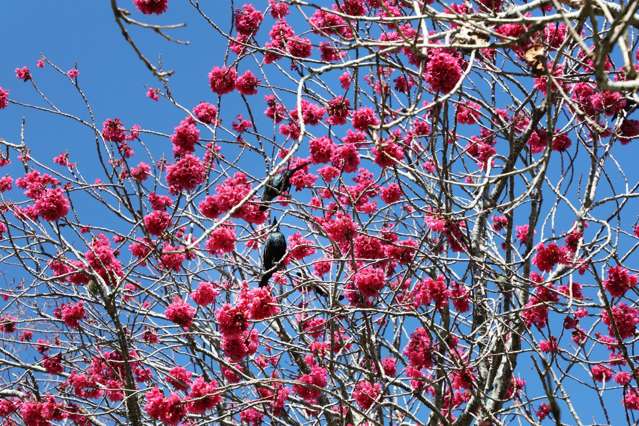 154 Waipipi Wharf Road Waiuku_3