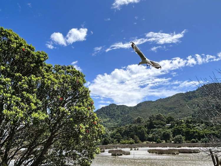 56 Totara Avenue Collingwood_20