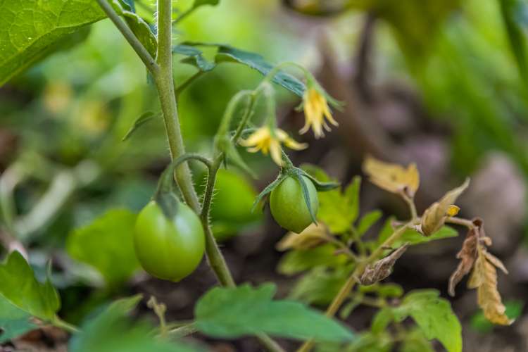 43b Kauri Road Stanmore Bay_20