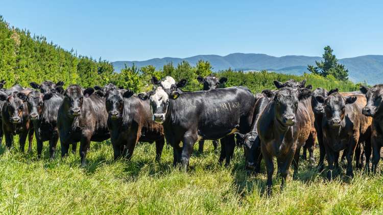 260 Hayland Road Okuku_18