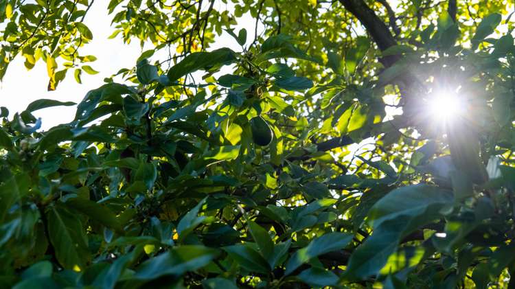 51 Lund Road Aongatete_16