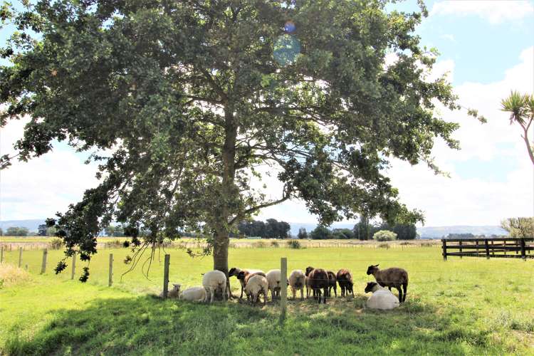 509 Range Road Woodville_25