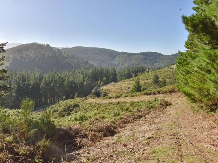 446 Glentui Bush Road Glentui_29