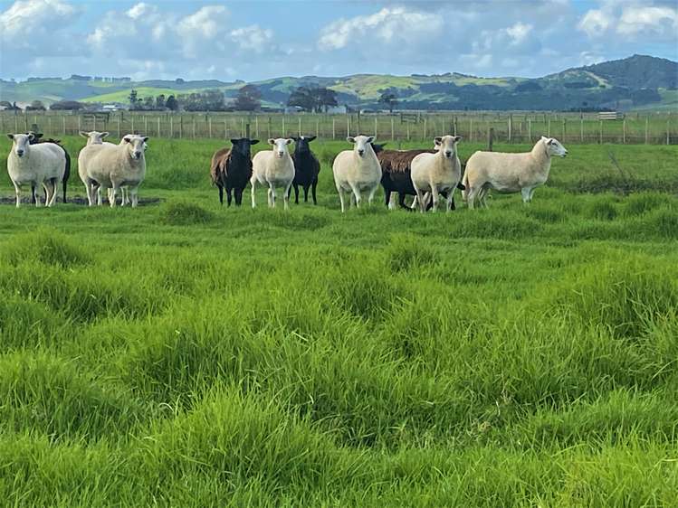 76 Robertson Road Ruawai_28