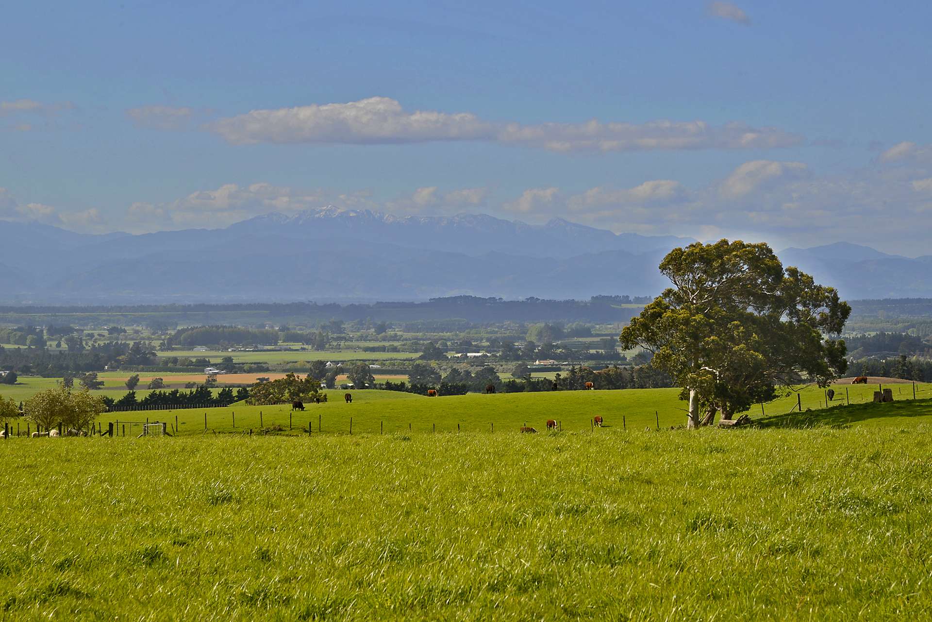 71 Southdown Drive Martinborough_0