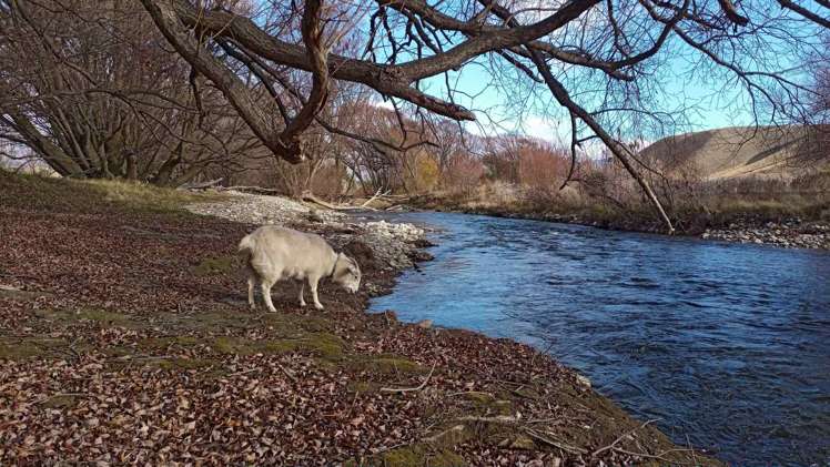 633 Ardgour Road Tarras_23