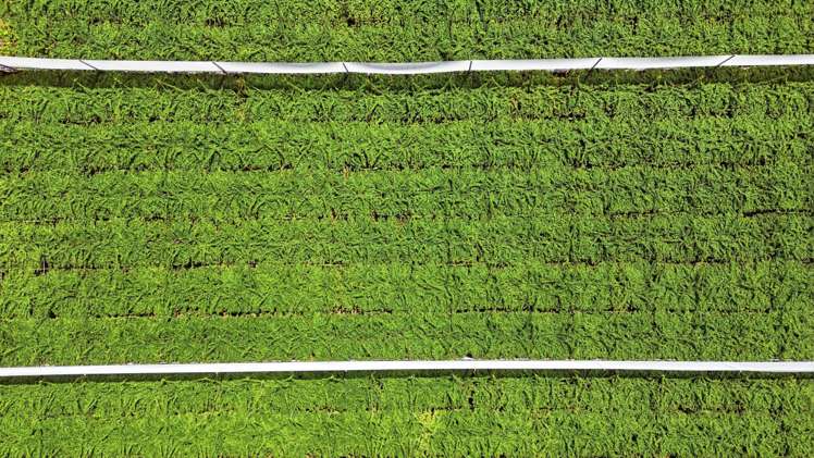 80 Roydon Downs Road Paengaroa_7