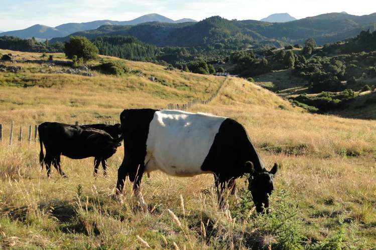135 Canaan Road Kahurangi National Park_29