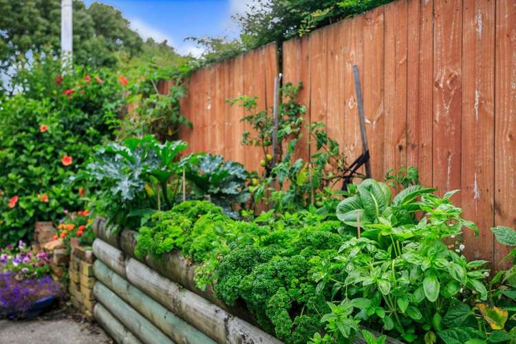 1/31 Tennyson Avenue Takapuna_14