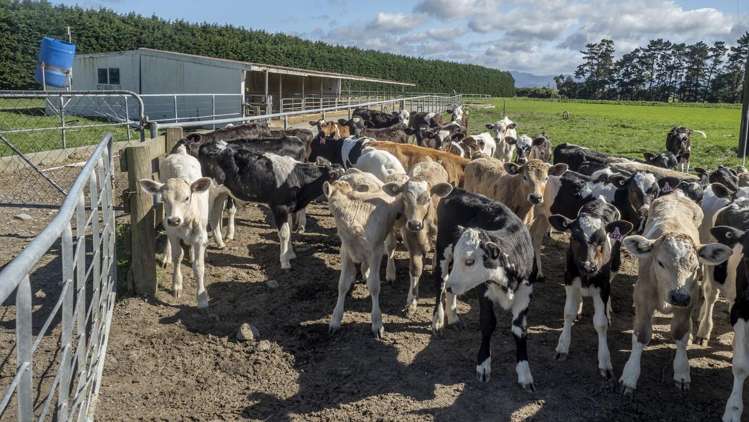 215a Wairio Road Featherston_20