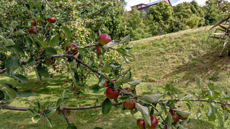 37 Oxford Road Lake Rotoma_24