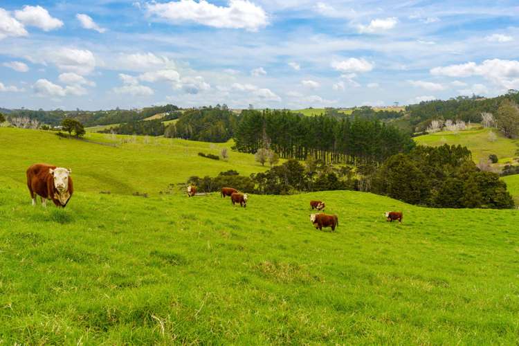 140 Te Arai Point Road Te Arai_10