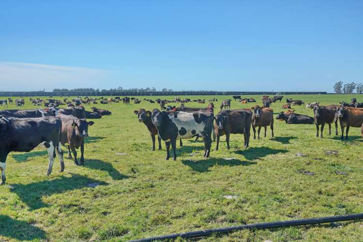 729 Terrace Road Bankside_8