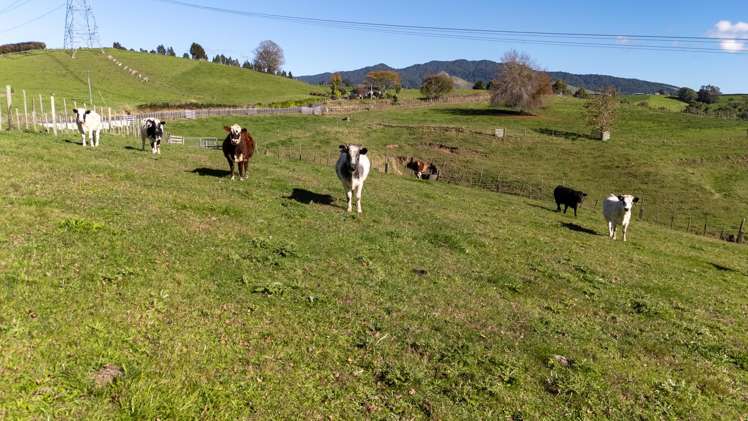2/1873 Maungatautari Road Cambridge_3