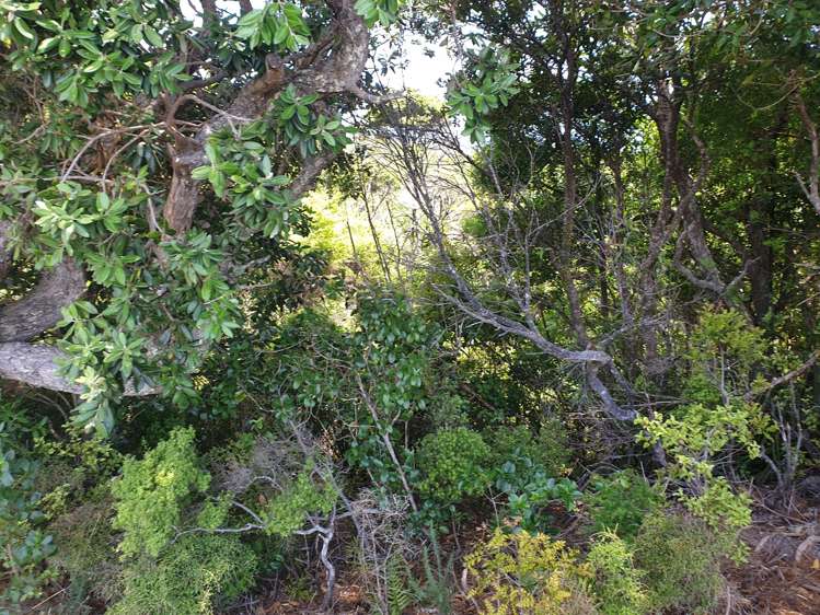 949 Tuateawa Road Little Bay_2