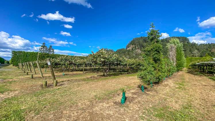 15 Tangiteroria Lane Pauanui_5