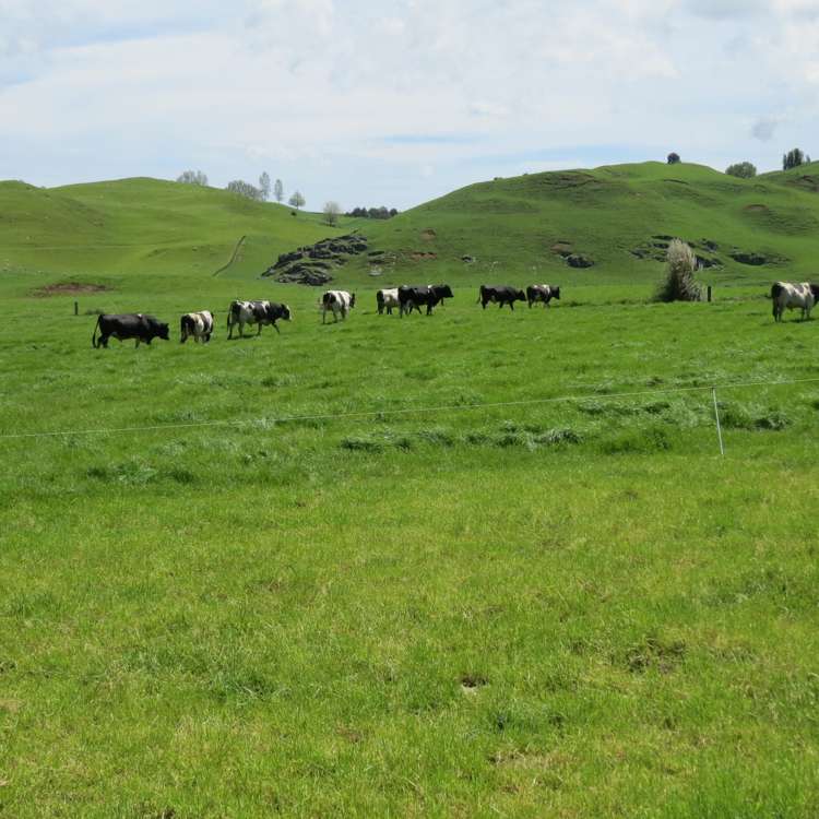 Kahuwera Road Piopio_17