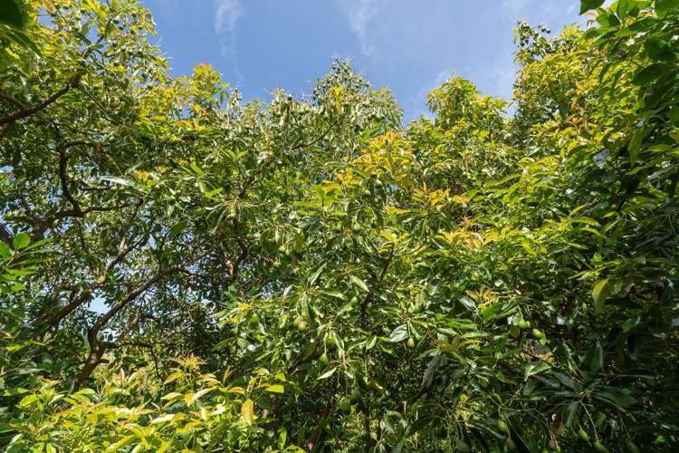 373 Kimberley Road Ngataki_13