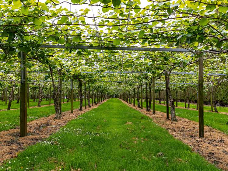 706 No 1 Road Te Puke_6