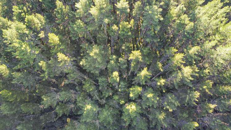 1 State Highway 2 Taneatua_1