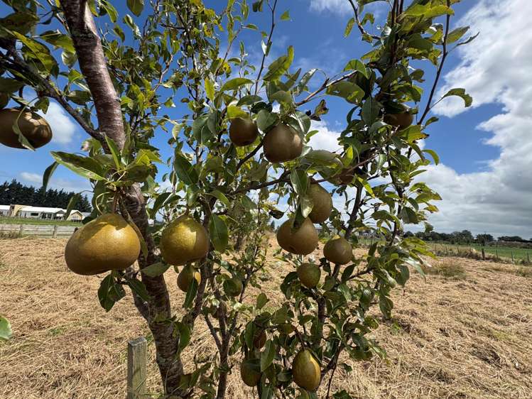 168 Nannestads Line Bunnythorpe_8