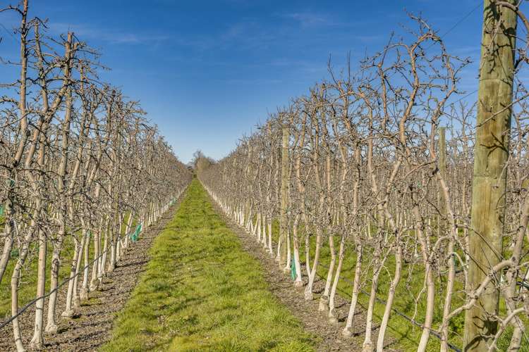 Kiwi Crunch Orchard Portfolio Twyford_4