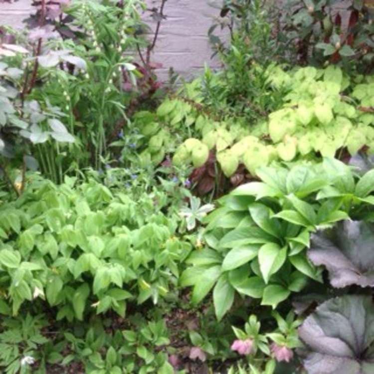 13 Shannon Street Alexandra_19