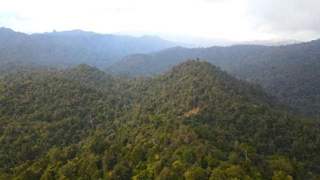 Views, privacy and native bush
