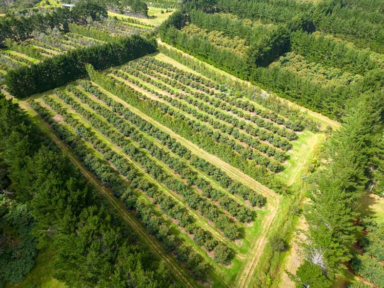 373 Kimberley Road Ngataki_22