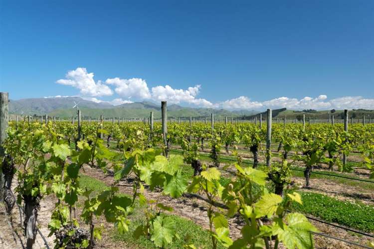 671 New Renwick Road Fairhall_52